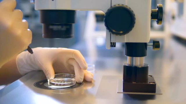 IVF, extracorporal fertilization process. Doctor hands performing IVF. 4K.