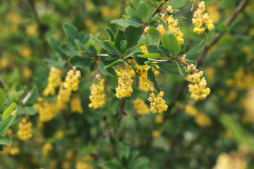 farm in nature outdoor
