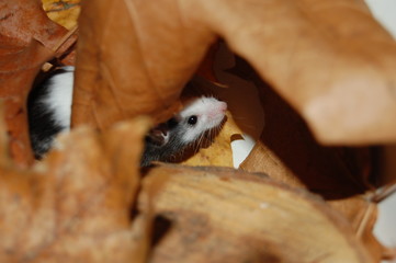 fancy mouse