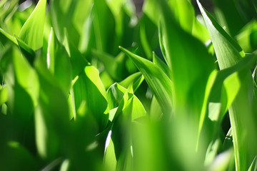 spring greens background, abstract blurred nature beautiful pictures, green shoots