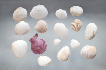 Fototapeta na wymiar white and pink seashells