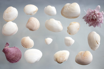 flowers and seashells