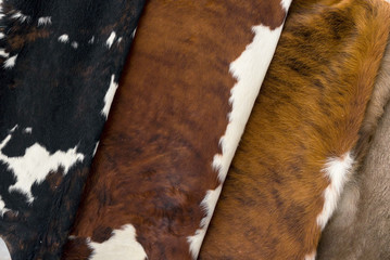 several different Cow skin, Pattern texture