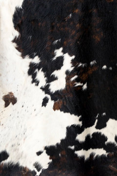 Cow skin Pattern texture black white