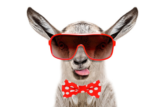 Portrait of funny goat in a sunglasses and bow tie, showing the tongue, isolated on white background