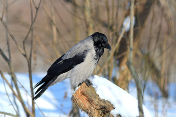 cautious crow rests in the snow-covered forest