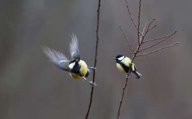 Two tits on the branches on a brown blurred background