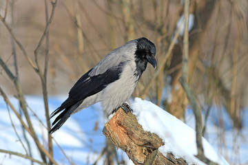 cautious crow rests in the snow-covered forest