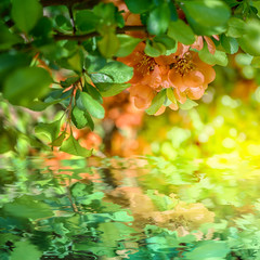 Beautiful chaenomeles japonica Japanese flowering quince flower blossom, water reflection, light. Greeting card template. Soft toned. Nature spring square background