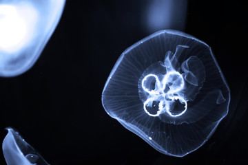 Blue jellyfish swim under water