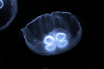 Blue jellyfish swim under water