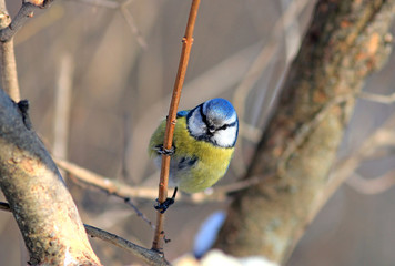 the blue tit has a rest on a tree branch