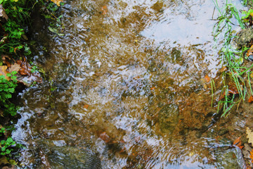 Spring stream in the park