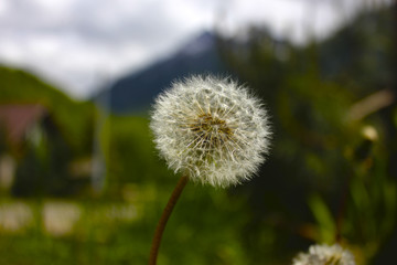Dandelion on background of mountains and leaves close-up.