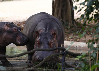 Hippopotamus feeding in the zoo
