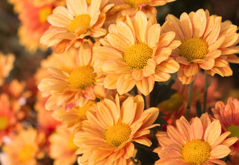 orange chrysanthemum flowers  in garden