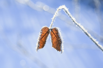 couple of leaves of gold coatings cold carved ice crystals in the garden on a winter morning