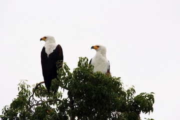 Adler in dem Bäumen von Afrika Uganda