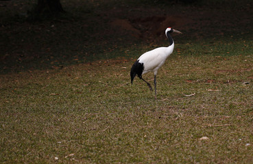 Obraz na płótnie Canvas cranes in the zoo