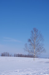 冬の北海道の雪原と白樺の木