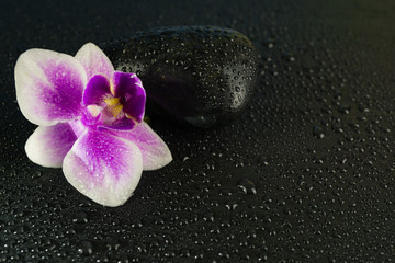 Pink orchid with black stone and water drops on black background