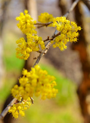 Photo of blooming yellow twig dogwood in garden in spring