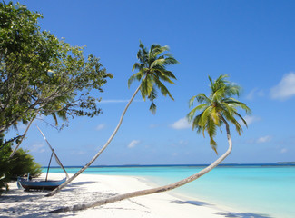 Tropical white sand beach with palm trees in maldives