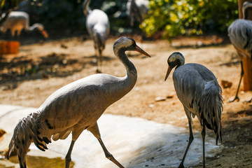 cranes in the zoo