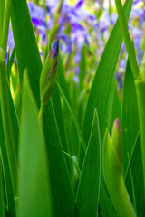 Fototapeta na wymiar Photo of green flower leaves of violet flower backgroung