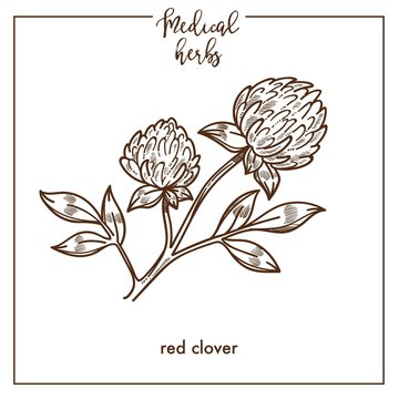 Red clover medical herb sketch botanical vector icon for medicinal herbal phytotherapy design