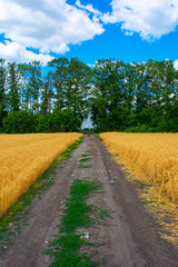 Photo of dirt road on wheat field with trees and sky at summer