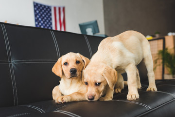 Close up view of two beige puppies on leather couch