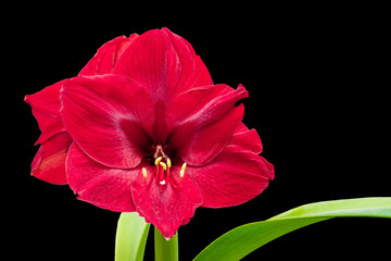 red amaryllis flower on a black isolated background, free space on the right, for design