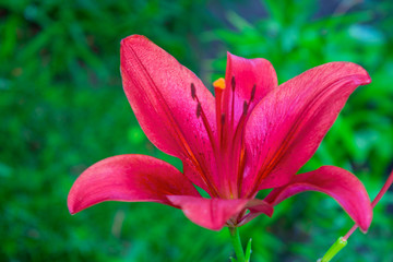 Photo of red lily on green leaves background in garden