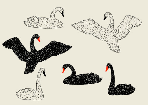 Set of black and white swans. Hand drawn birds