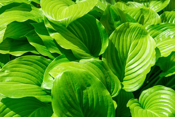 Photo of many green flower leaves, nature background
