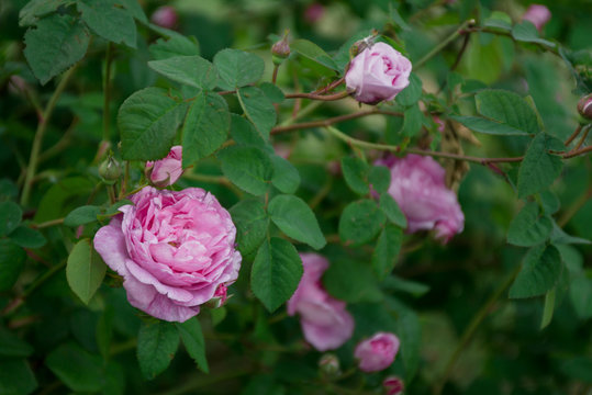 Pink rose bush on green background
