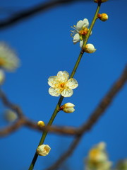 梅一輪と青空