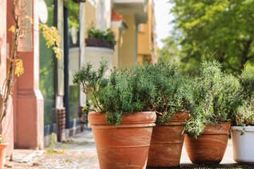 Fototapeta na wymiar plants in the pots outdoor