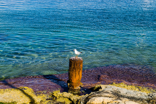 The seagull on the seashore, is basked in the sun