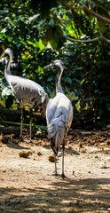 cranes in the zoo