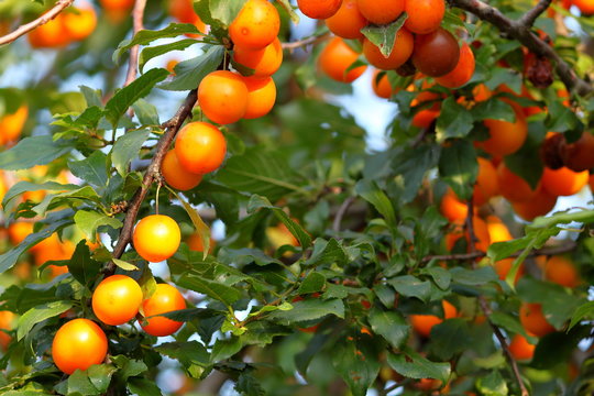 Fresh orange mirabelle plums fruit on tree branch in sunny summer day. Fruits and vitamins