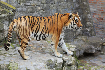 Beautiful tiger walking on cobblestone