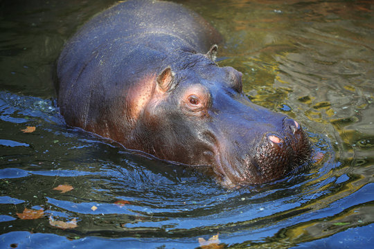 Animal portrait of Hippopotamus while swimming