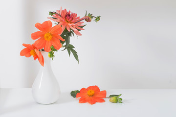 orange dahlia in white vase on white background