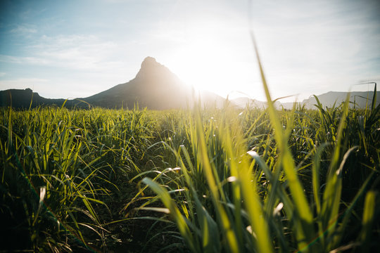 Mauritius
