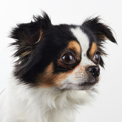 Chihuahua Profile