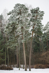 Fototapeta premium pine tree with snow