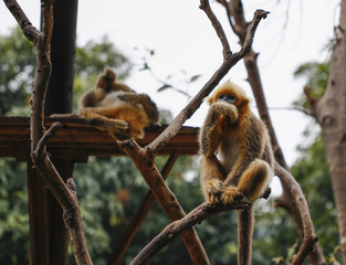 Monkey feeding in the zoo