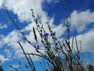 Blau-Weißer Himmel mit Wegwarte
